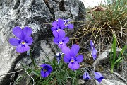 Monte Zucco (Direttissima / Sentiero Panoramico) da San Pellegrino Terme il 22 aprile 2016  - FOTOGALLERY